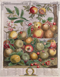 May, from 'Twelve Months of Fruits' von Pieter Casteels