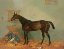 Thoroughbred in a Stable by Harry Hall