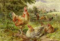 Cochin China Fowls, 19th century von George Hickin