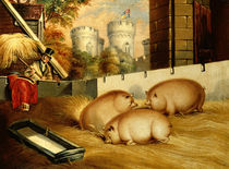 Three Pigs with Castle in the Background by English School