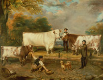 Cows with a herdsman by English School