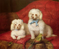 A Pair of Poodles by English School