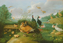 Decorative fowl and ducklings by Jan van, the Elder Kessel
