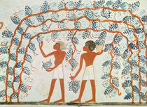 Picking grapes, from the Tomb of Nakht by Egyptian 18th Dynasty