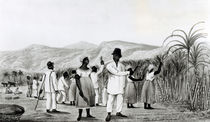 Negroes Cutting Sugar Cane on a Jamaican Plantation by English School