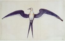 Frigate Bird von John White
