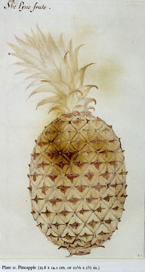 Pineapple by John White