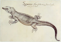 Iguana by John White