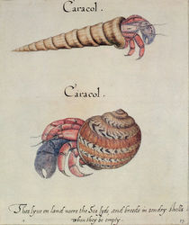 Hermit Crab by John White