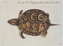 Common Box Tortoise by John White