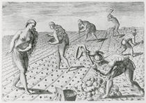 Florida Indians planting maize by Jacques Le Moyne