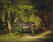 A Zebra, 1763 von George Stubbs