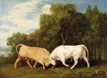 Bulls Fighting, 1786 von George Stubbs