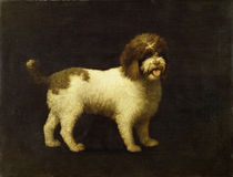 A Water Spaniel, 1769 by George Stubbs