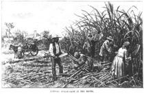 Cutting Sugar Cane in the South by American School