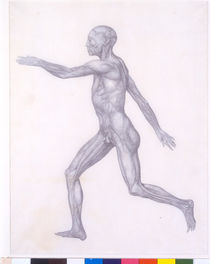 The Human Figure, lateral view by George Stubbs