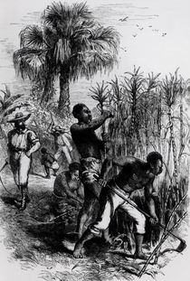 Slaves Working on a Plantation by American School