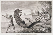 Catching an alligator with lasso by American School