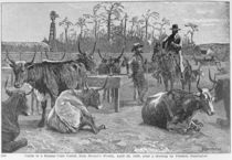 Cattle in a Kansas Corn Corral von Frederic Remington