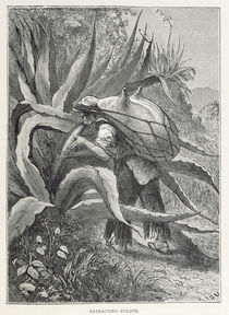 Extracting Pulque, from 'The Ancient Cities of the New World' von Edouard Riou
