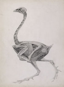 Fowl: Lateral View, Deeply Disecting by George Stubbs