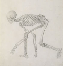 Human Skeleton: Lateral view in Crouching Posture von George Stubbs