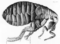 A Flea from Microscope Observation by Robert Hooke by English School