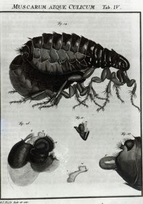 Table IV of Flies and Fleas by Johannes Augustin Rosel von Rosenhof