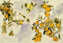 Orange Trees, 1863 von Edward Lear