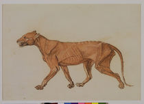 Tiger, Lateral View, Skin Removed von George Stubbs