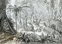 Interior of a Primeval Forest in the Amazons von English School