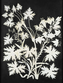 Flowers in Silhouette by Philipp Otto Runge