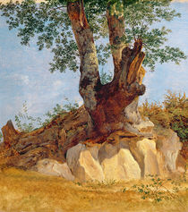 A Tree in Campagna, 1822-23 von Heinrich Reinhold