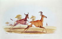 The Sassaybe and the Hartebeest by William Cornwallis Harris