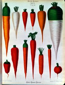Carrots, Table IV from the 'Album Benary' von Ernst Benary