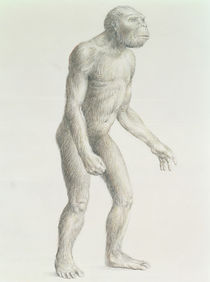 Australopithecus boisei by English School