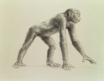 Dryopithecus Africanus by English School