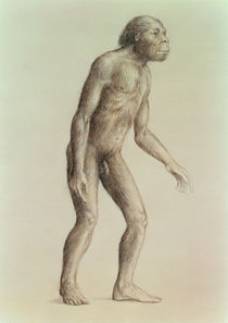 Australopithecus Africanus von English School