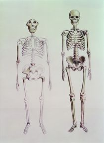 Skeletons of Australopithecus Boisei and Homo Sapiens von English School