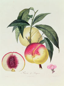 Pavie de Pompone, engraved by Bouquet von Pierre Antoine Poiteau