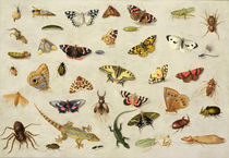 A Study of insects by Jan van, the Elder Kessel