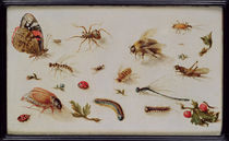 A Study of Insects von Jan Brueghel the Elder