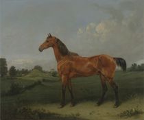 A Bay Horse in a Field von Edmund Bristow