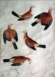 Five Jays, from the Vallardi Album by Antonio Pisanello