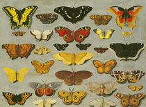 Butterflies by Flemish School