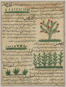 Ms E-7 fol. 142b Botanical plants by Islamic School