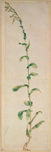 A Tobacco Plant by Albrecht Dürer