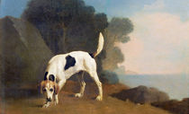 Foxhound on the Scent, c.1760 by George Stubbs