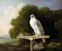 Greenland Falcon , 1780 von George Stubbs