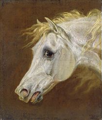 Head of a Grey Arabian Horse by Martin Theodore Ward